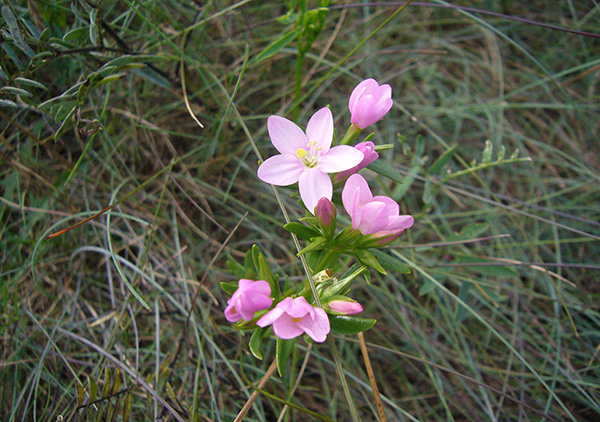 Rosafarbene Blüten von Centaurium erythrea (Tausendgüldenkraut) mit Blättern. Im Hintergrund eine Wiese. Die Heilpflanze wird im anthroposophischen Arzneimittel Amara-Tropfen zur Anregung der Magen-Darm-Tätigkeit angewendet.