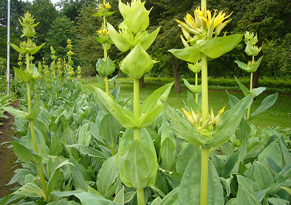 Feld mit blühendem Enzian (Gentiana lutea). Im Hintergrund Wiese und Laubbäume. Im Allgemeinen wird der Gelbe Enzian in der Anthroposophischen Medizin zur Anregung der Verdauungstätigkeit eingesetzt.