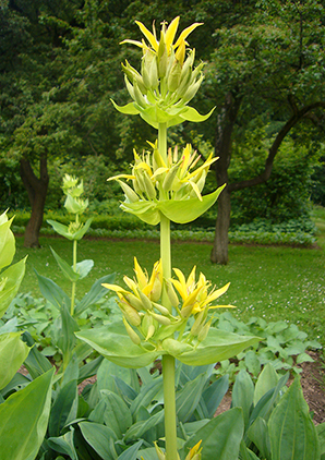 Blütenstand des Gelben Enzians (Gentiana lutea). Im Hintergrund Wiese und Laubbäume. Im anthroposophischen Arzneimittel  Gentiana Magenglobuli findet der Gelbe Enzian neben weiteren Bestandteilen Anwendung bei unterschiedlichen Erkrankungen des Verdauungssystems.